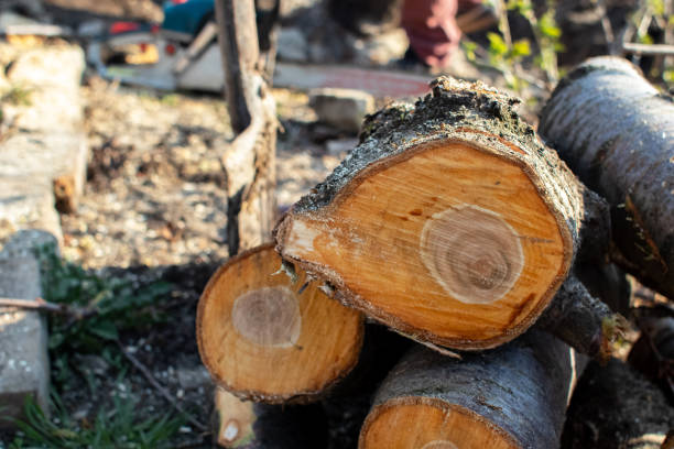 Best Tree Maintenance Programs  in Westmont, IL