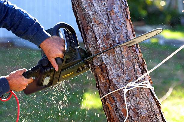 Best Firewood Processing and Delivery  in Westmont, IL