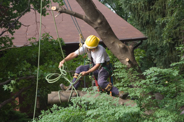 Best Tree Trimming and Pruning  in Westmont, IL