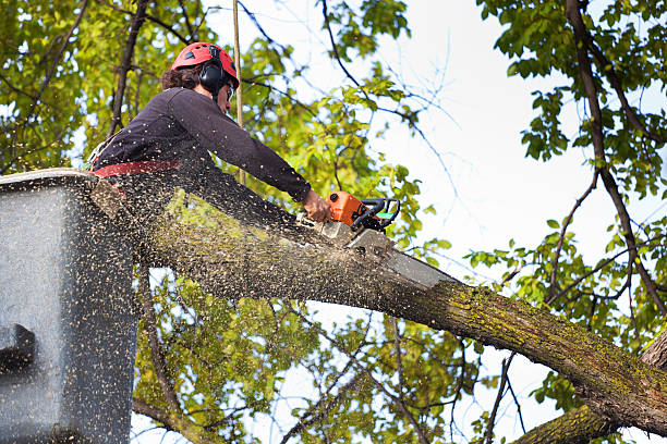 Professional Tree Care in Westmont, IL